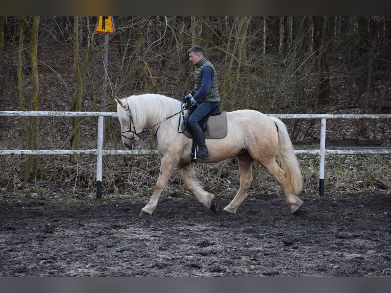 Polish Coldblood Mix Mare 3 years 15.3 hh Palomino in Chełmno