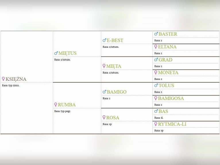 Polish Coldblood Mare 3 years 15.3 hh Smoky-Black in Chełmno