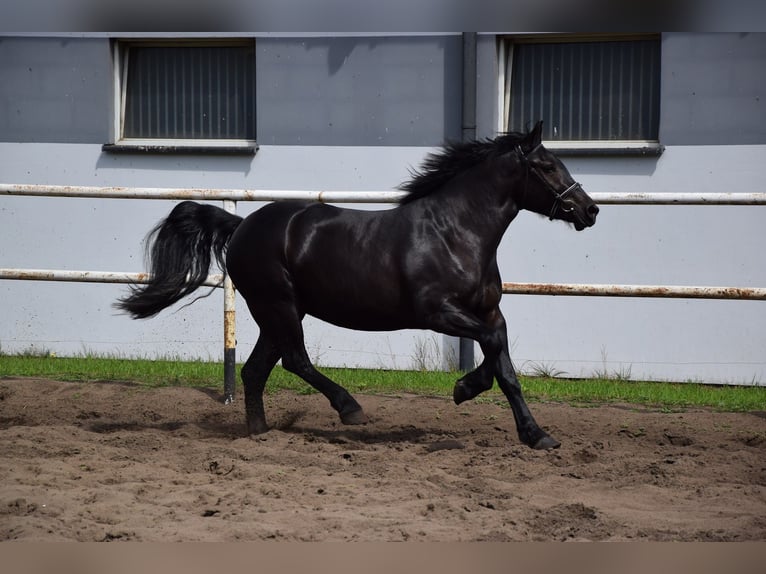 Polish Coldblood Mare 3 years 15.3 hh Smoky-Black in Chełmno