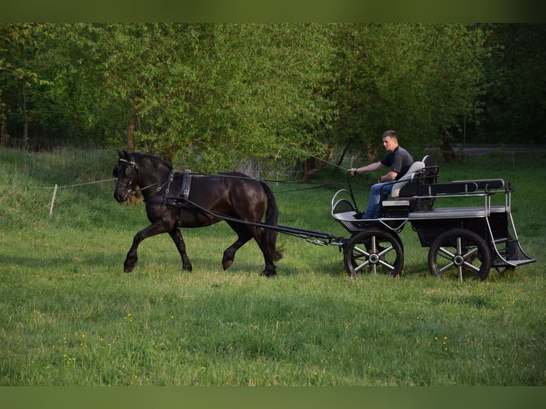 Polish Coldblood Mix Mare 3 years 15,1 hh Black in Chełmno