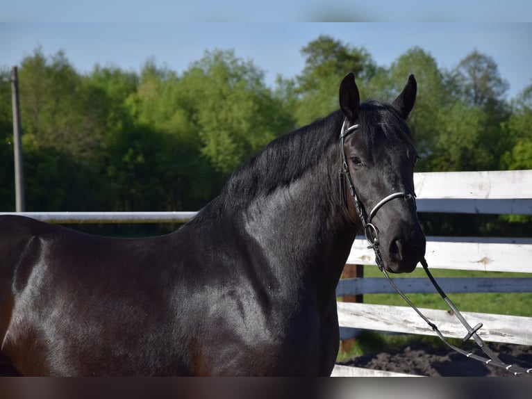 Polish Coldblood Mix Mare 3 years 15,1 hh Black in Chełmno