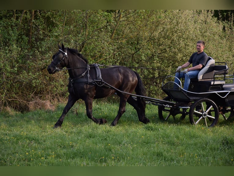 Polish Coldblood Mix Mare 3 years 15,1 hh Black in Chełmno