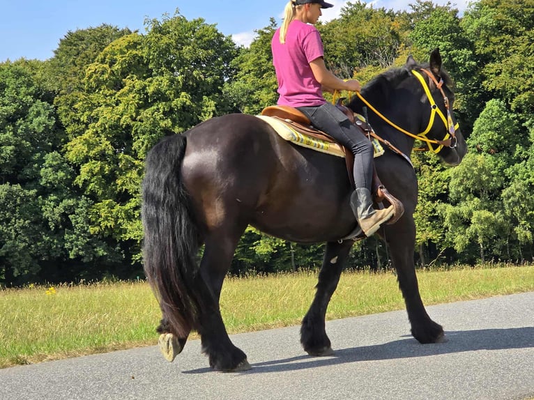 Polish Coldblood Mare 3 years 15,1 hh Black in Linkenbach