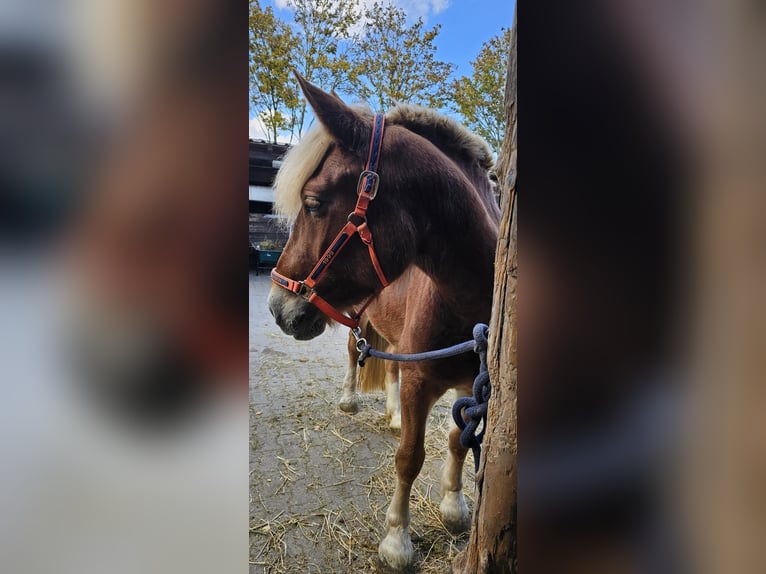 Polish Coldblood Mix Mare 3 years 15,2 hh Dun in Nieder-Olm