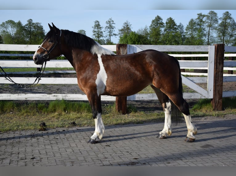 Polish Coldblood Mare 3 years 15,2 hh Pinto in Chelmno