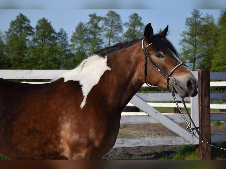Polish Coldblood Mare 3 years 15,2 hh Pinto in Chelmno