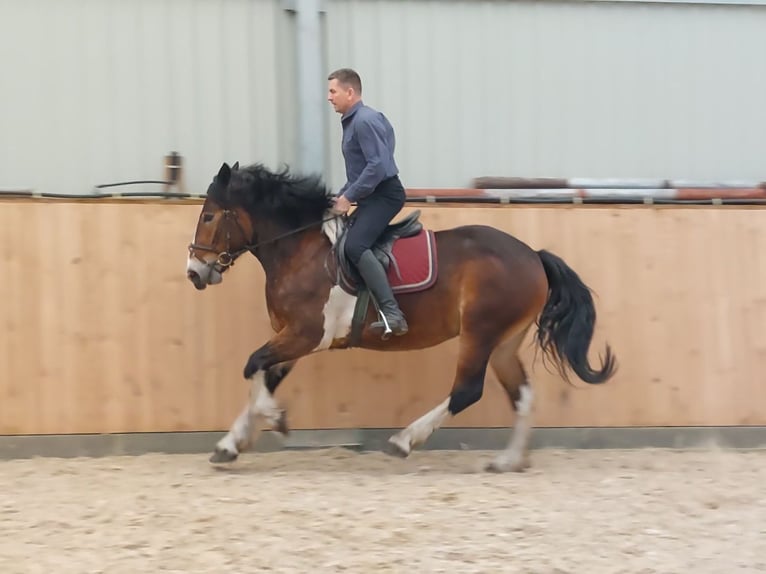 Polish Coldblood Mare 3 years 15,2 hh Pinto in Chelmno