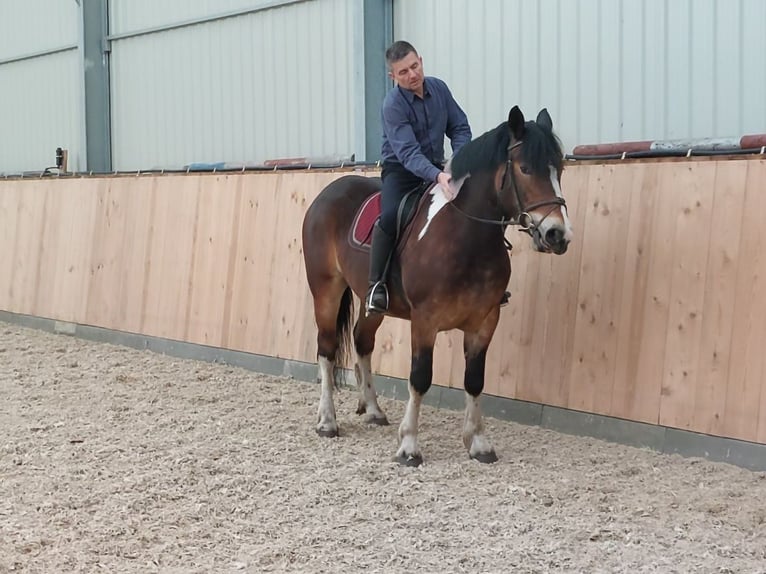 Polish Coldblood Mare 3 years 15,2 hh Pinto in Chelmno