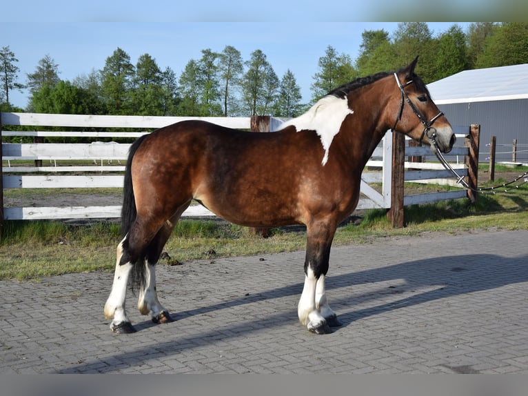 Polish Coldblood Mare 3 years 15,2 hh Pinto in Chelmno