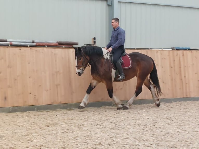 Polish Coldblood Mare 3 years 15,2 hh Pinto in Che&#x142;mno