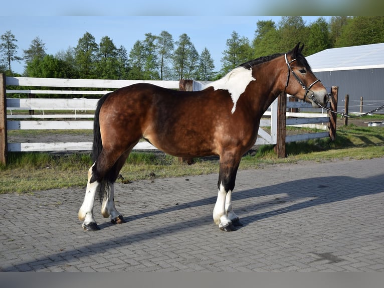 Polish Coldblood Mare 3 years 15,2 hh Pinto in Che&#x142;mno