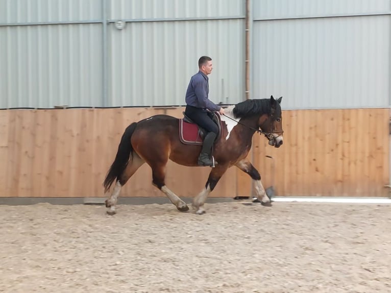 Polish Coldblood Mare 3 years 15,2 hh Pinto in Che&#x142;mno