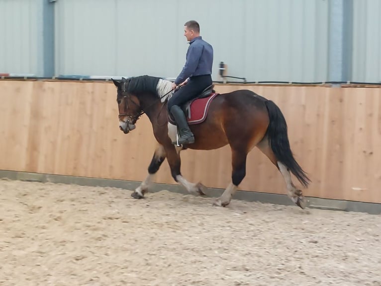 Polish Coldblood Mare 3 years 15,2 hh Pinto in Che&#x142;mno