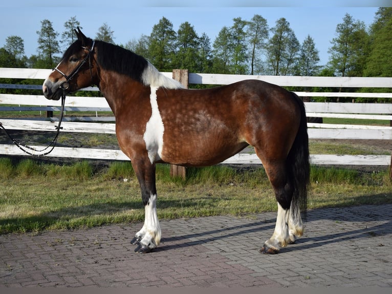 Polish Coldblood Mare 3 years 15,2 hh Pinto in Che&#x142;mno