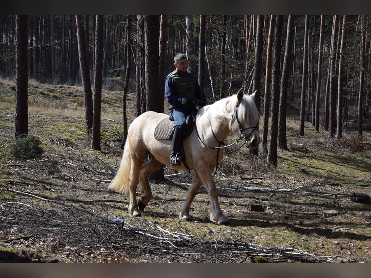 Polish Coldblood Mix Mare 3 years 15,3 hh Palomino in Chełmno