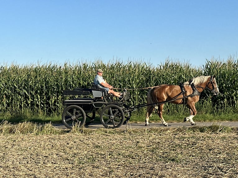 Polish Coldblood Mix Mare 3 years 16,1 hh Chestnut-Red in Riedlingen