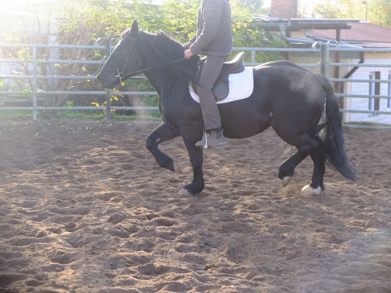 Polish Coldblood Mare 4 years 14,3 hh Black in Buttstädt