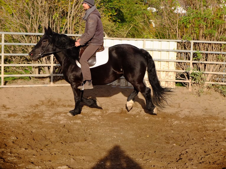 Polish Coldblood Mare 4 years 14,3 hh Black in Buttstädt