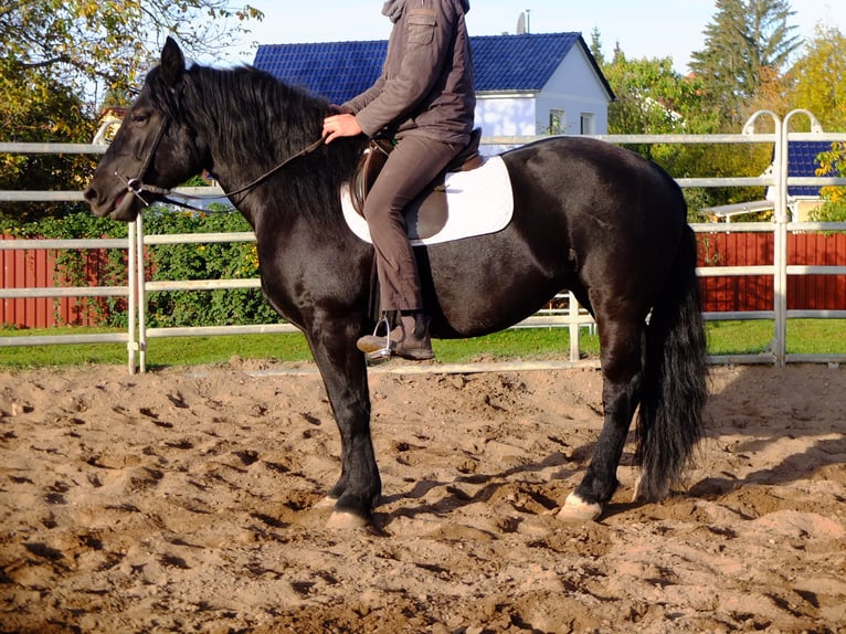 Polish Coldblood Mare 4 years 14,3 hh Black in Buttstädt