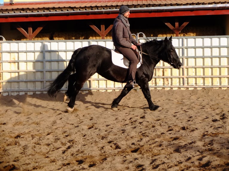 Polish Coldblood Mare 4 years 14,3 hh Black in Buttstädt