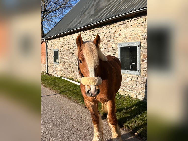 Polish Coldblood Mare 4 years 15.1 hh Chestnut-Red in Osnabrück