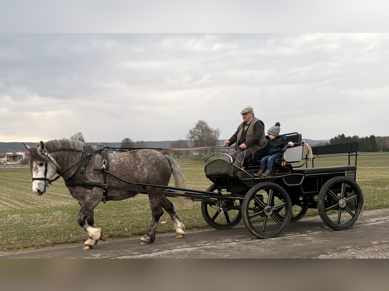 Polish Coldblood Mare 4 years 15.1 hh Grey-Dapple in Riedlingen