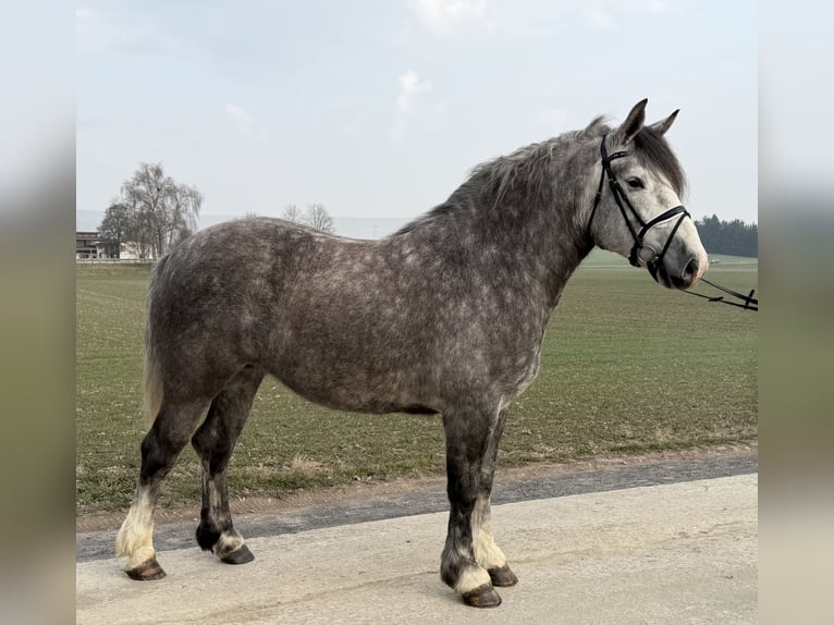 Polish Coldblood Mare 4 years 15.1 hh Grey-Dapple in Riedlingen