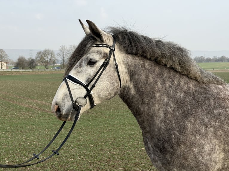 Polish Coldblood Mare 4 years 15.1 hh Grey-Dapple in Riedlingen