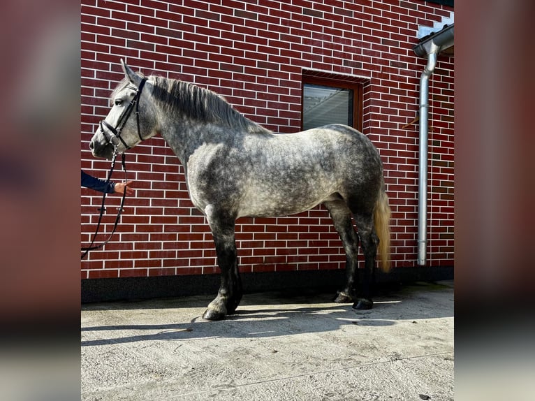 Polish Coldblood Mix Mare 4 years 15,1 hh Grey-Dapple in G&#xF6;rzke