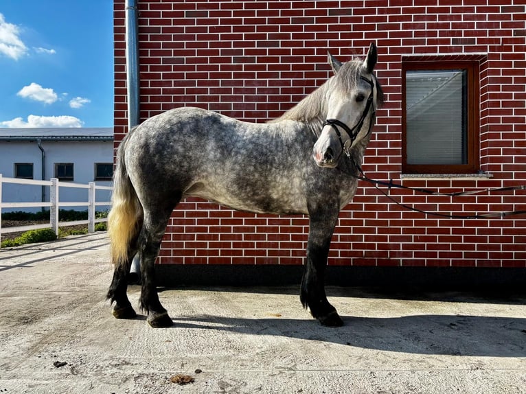 Polish Coldblood Mix Mare 4 years 15,1 hh Grey-Dapple in G&#xF6;rzke