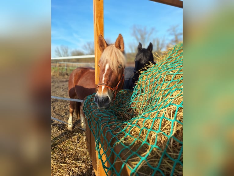 Polish Coldblood Mix Mare 4 years 15.2 hh Dun in Nieder-Olm