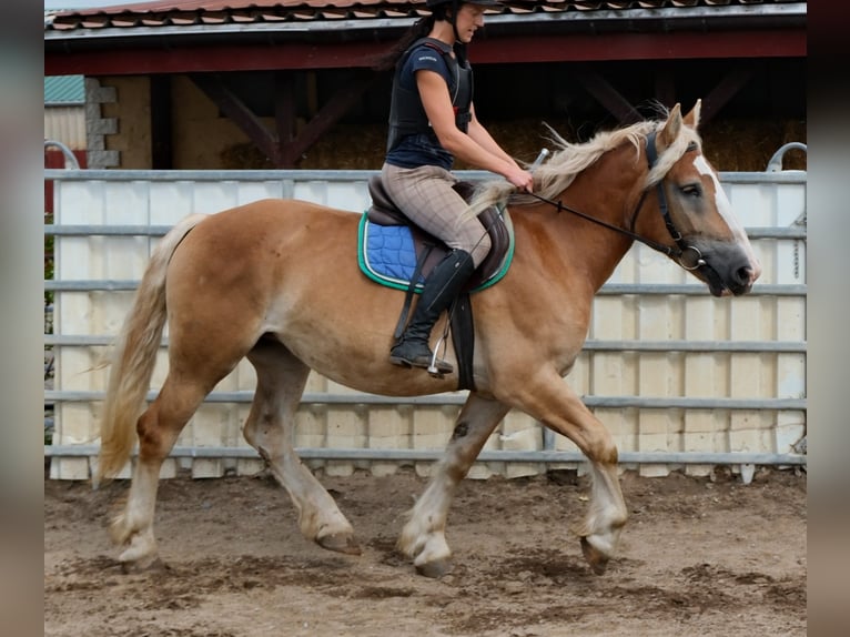 Polish Coldblood Mare 4 years 15.2 hh Palomino in Buttstädt