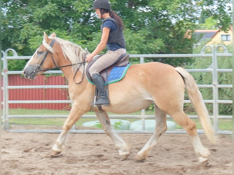 Polish Coldblood Mare 4 years 15.2 hh Palomino in Buttstädt