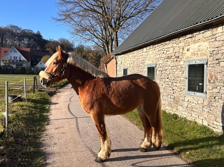 Polish Coldblood Mare 4 years 15,1 hh Chestnut-Red in Osnabrück