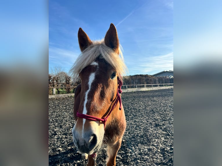 Polish Coldblood Mix Mare 4 years 15,2 hh Dun in Nieder-Olm