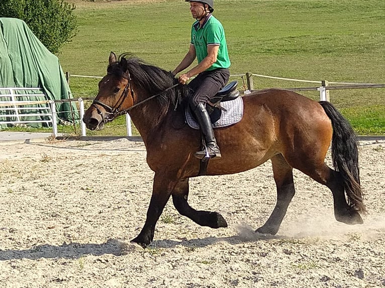 Polish Coldblood Mare 4 years 16,1 hh Bay-Dark in Kamenz