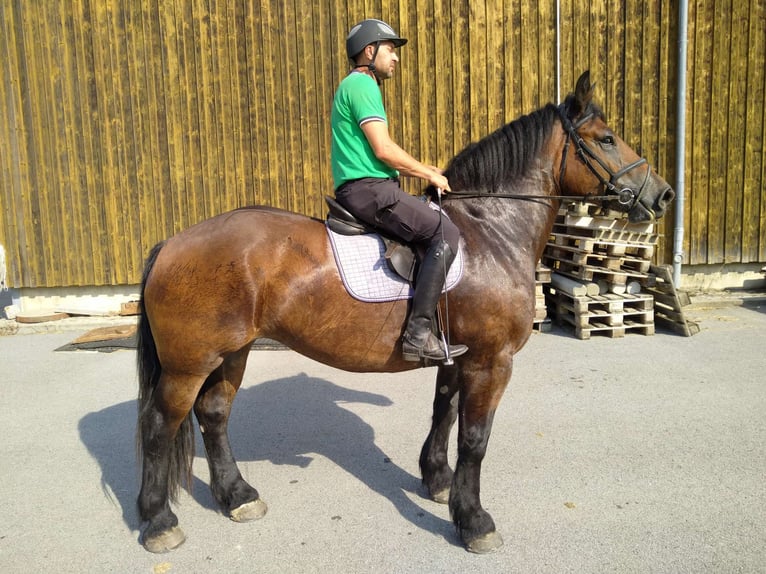 Polish Coldblood Mare 4 years 16,1 hh Bay-Dark in Kamenz