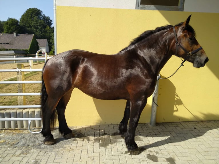 Polish Coldblood Mare 4 years 16,1 hh Bay-Dark in Kamenz