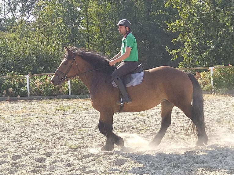 Polish Coldblood Mare 4 years 16,1 hh Bay-Dark in Kamenz