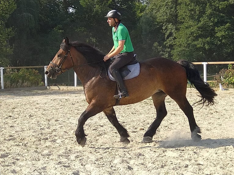 Polish Coldblood Mare 4 years 16,1 hh Bay-Dark in Kamenz