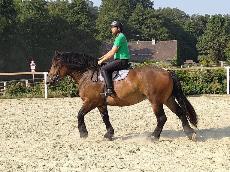 Polish Coldblood Mare 4 years 16,1 hh Bay-Dark in Kamenz