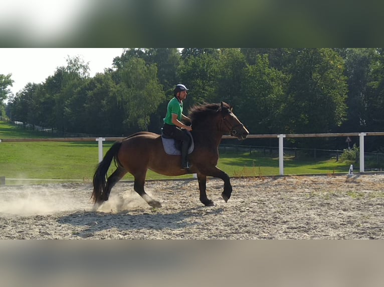 Polish Coldblood Mare 4 years 16,1 hh Bay-Dark in Kamenz