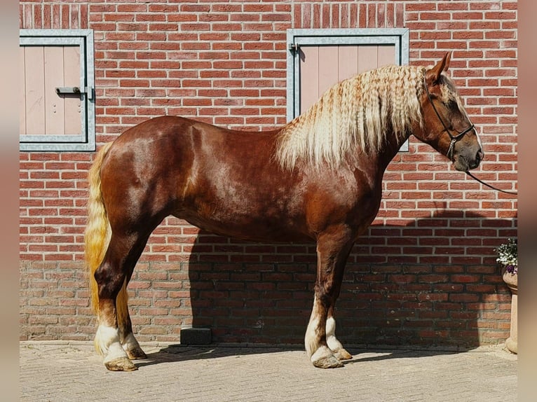 Polish Coldblood Mare 4 years 16.1 hh  in Weert