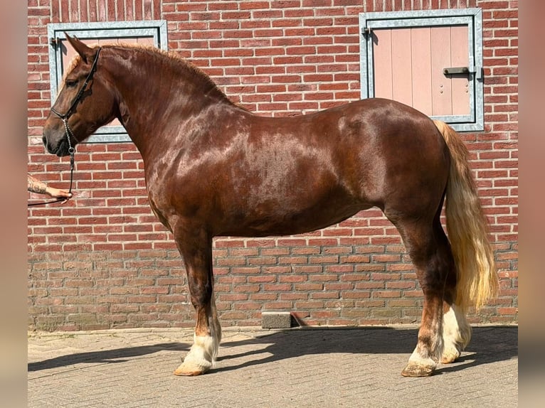 Polish Coldblood Mare 4 years 16.1 hh  in Weert