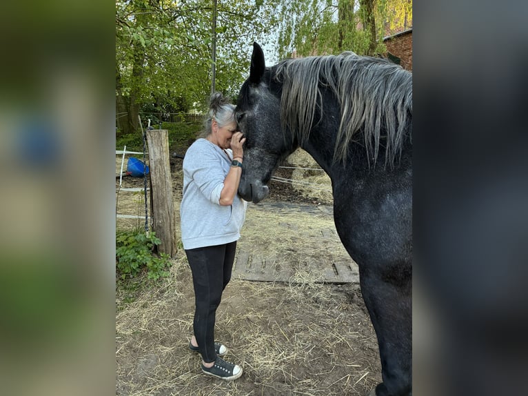 Polish Coldblood Mix Mare 4 years 16.2 hh  in BrahlstorfTeldau