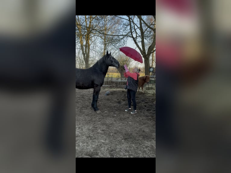 Polish Coldblood Mix Mare 4 years 16.2 hh  in BrahlstorfTeldau