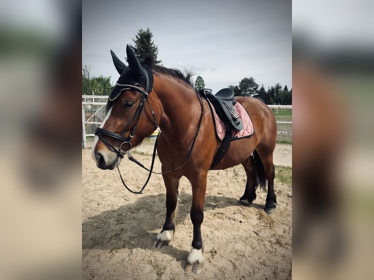 Polish Coldblood Mare 4 years 16 hh Bay-Dark in Wolfsburg