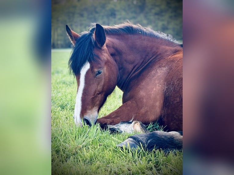 Polish Coldblood Mare 4 years 16 hh Bay-Dark in Wolfsburg