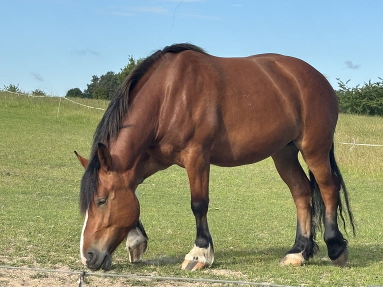 Polish Coldblood Mare 4 years 16 hh Bay-Dark in Wolfsburg