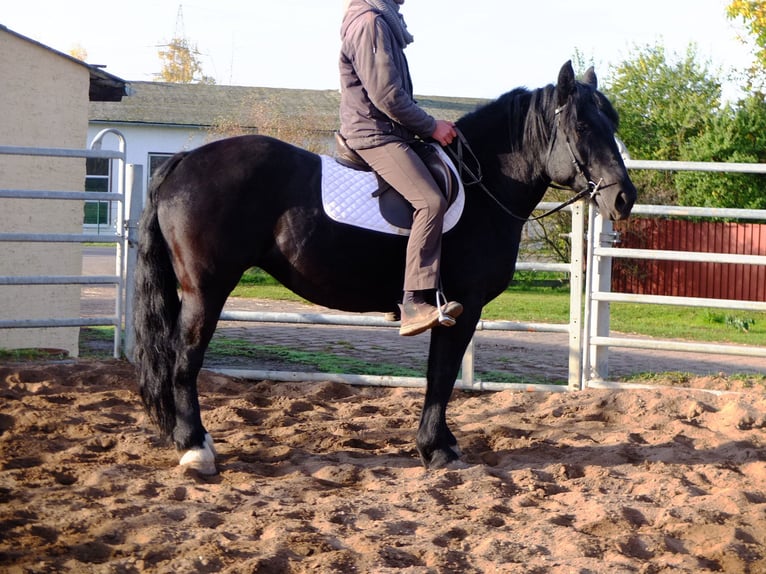 Polish Coldblood Mare 5 years 14,3 hh Black in Buttstädt